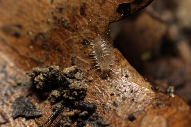 Larva (?) da identificare